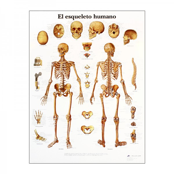 Tableau d'anatomie : squelette humain